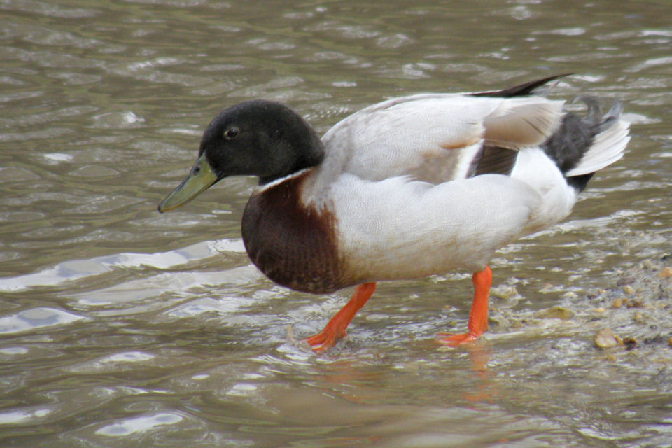 Northern Mallard (Anas platyrhynchos)